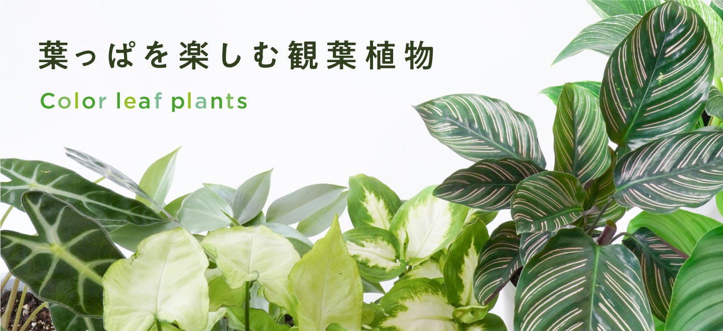葉っぱを楽しむ植物 - お花と植物のギフト通販 HitoHana（ひとはな）