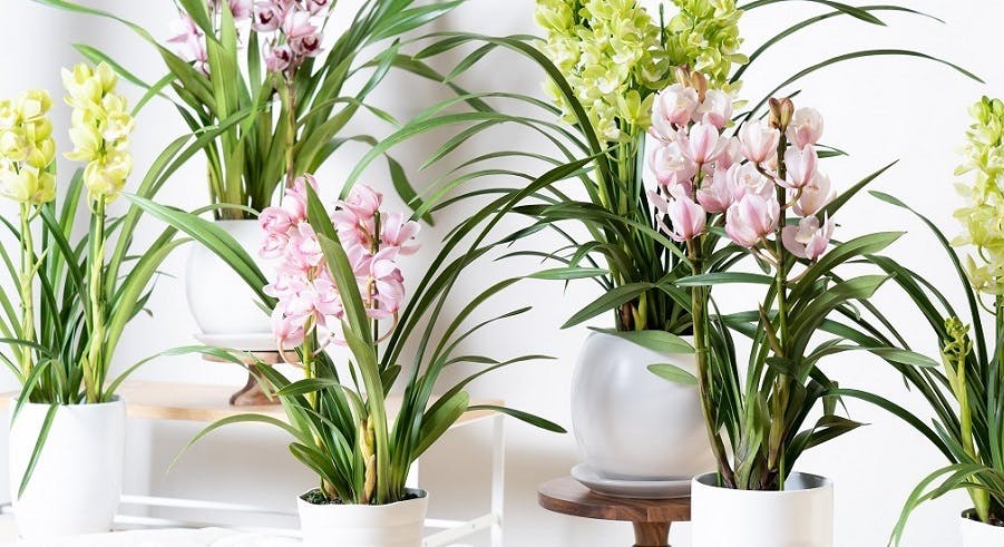洋蘭 - お花と植物のギフト通販 HitoHana（ひとはな）