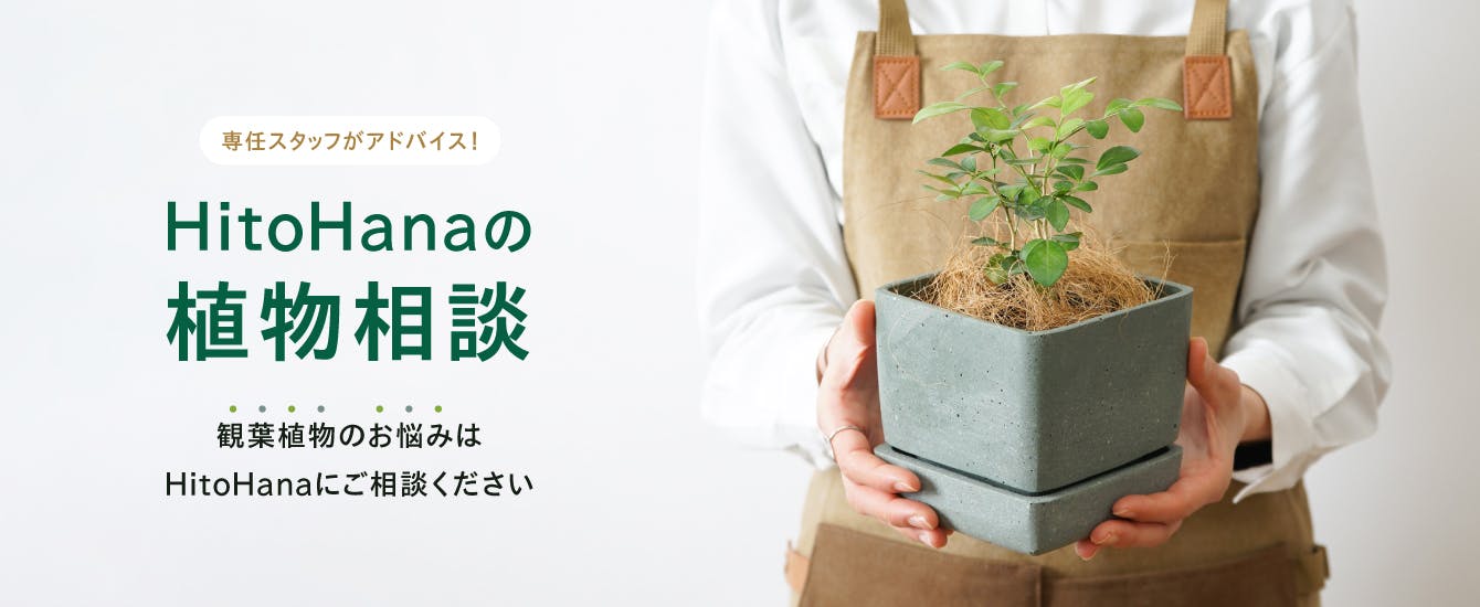 植物相談 | 観葉植物の通販ならHitoHana（ひとはな）