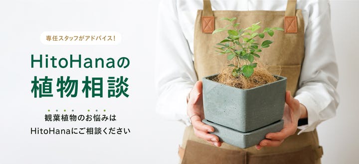 渋谷駅周辺】おしゃれな観葉植物の人気トレンド店５選 | ひとはなノート
