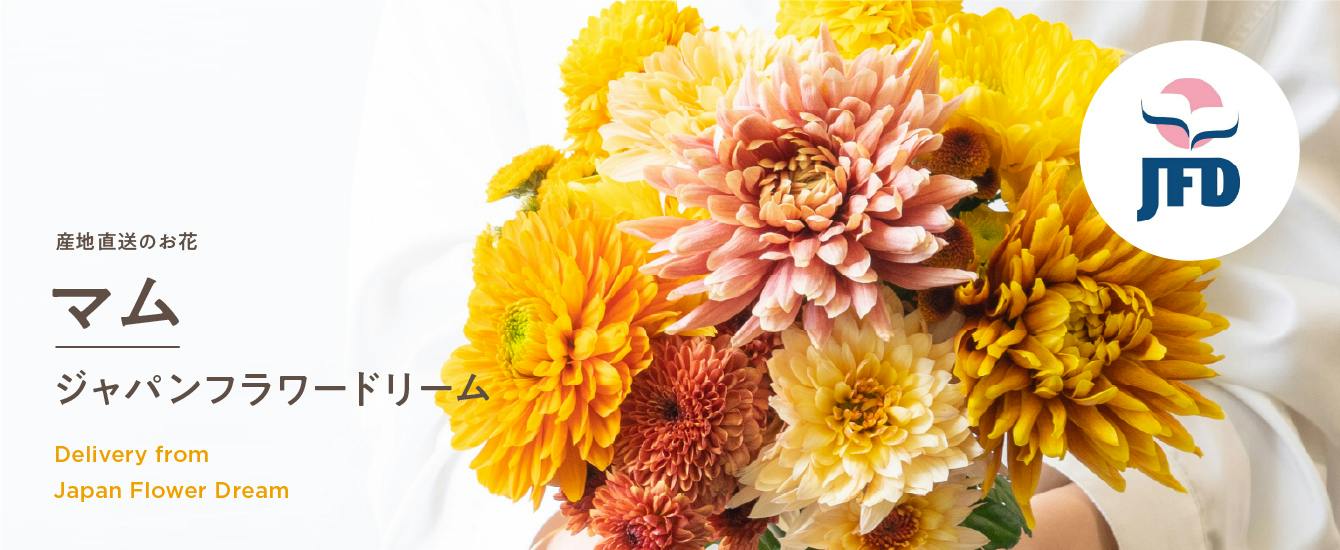 産地直送 ジャパンフラワードリームのマム（菊） | お花の通販サイト