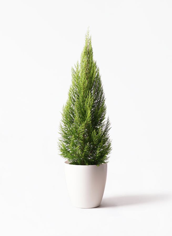 ゴールドクレスト | 観葉植物通販HitoHana(ひとはな)