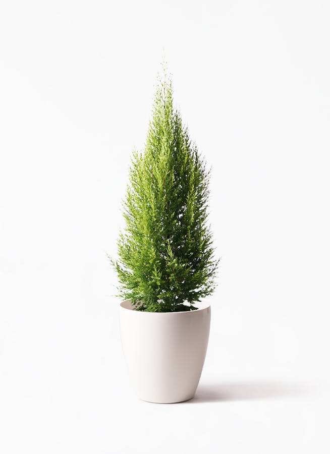 ゴールドクレスト | 観葉植物通販HitoHana(ひとはな)
