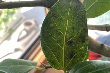観葉植物 緑色と白の斑点 3本立ち 観葉植物の白い粉や綿は病気のサイン！その正体と発生原因・適切な対処