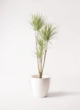 コンシンネ ホワイポリー | 観葉植物通販HitoHana(ひとはな)