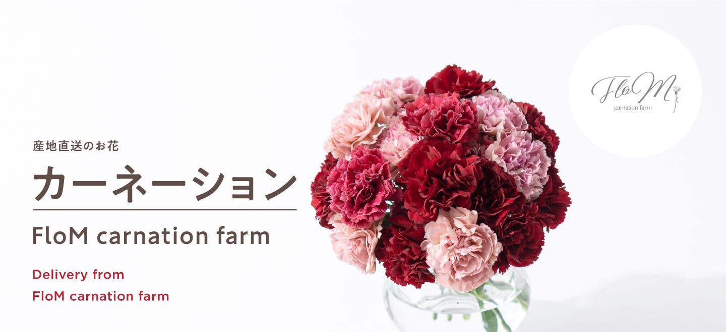 産地直送 FloM carnation farm | HitoHana（ひとはな）