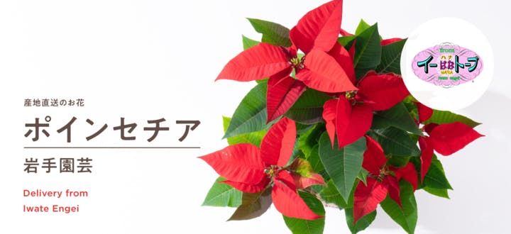 鉢植えのお花 | HitoHana（ひとはな）