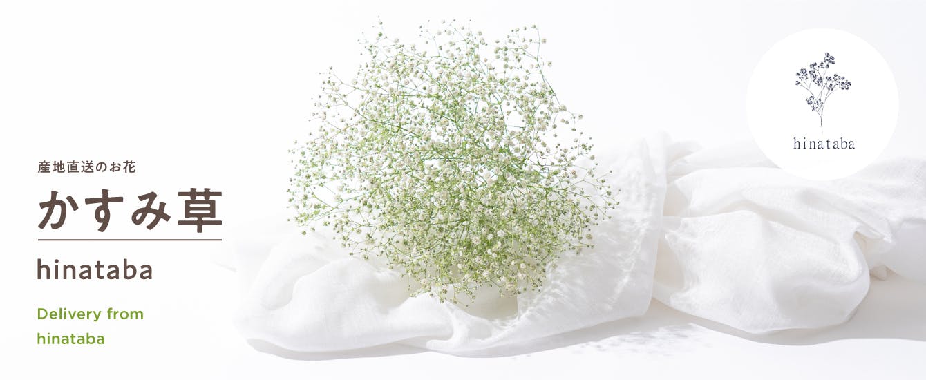産地直送 hinataba かすみ草 花束 | 送料無料 HitoHana（ひとはな）