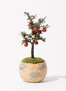 ミニ盆栽の通販 | HitoHana（ひとはな）