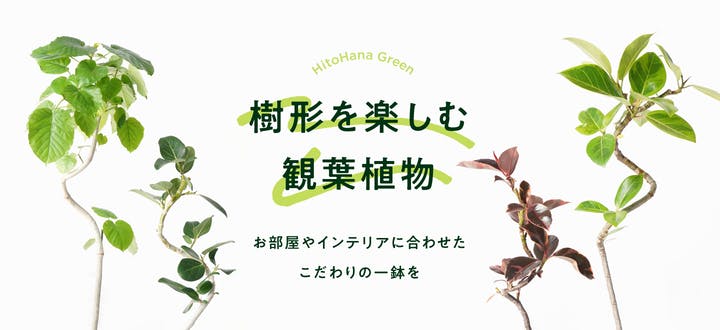 葉っぱを楽しむ観葉植物 | HitoHana（ひとはな）