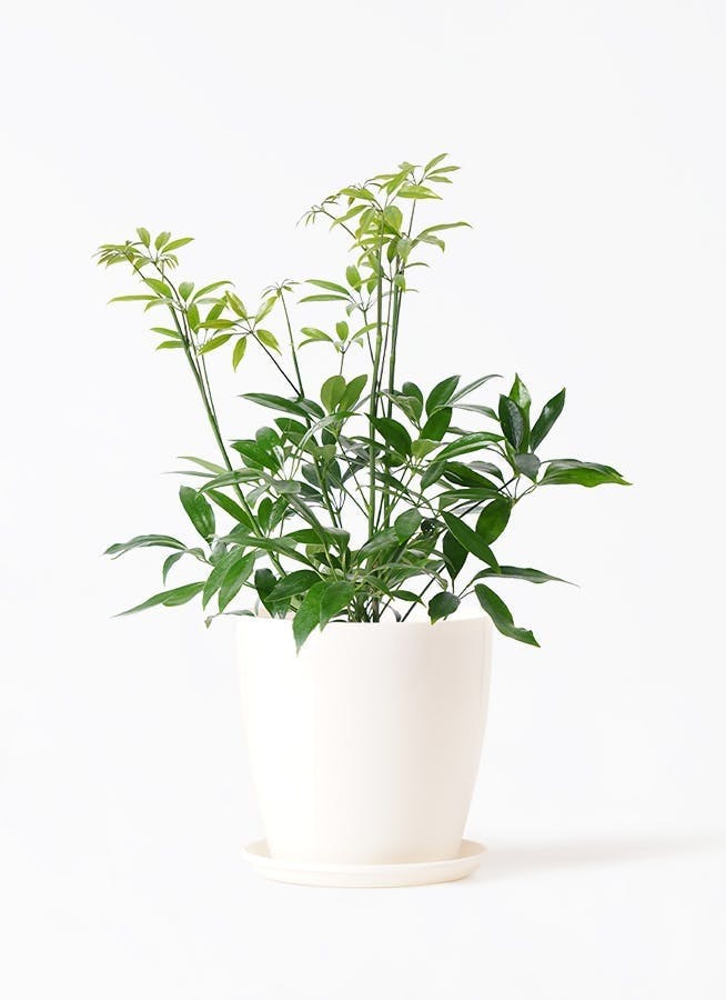 シェフレラ コンパクタ | 観葉植物ならHitohana（ひとはな）