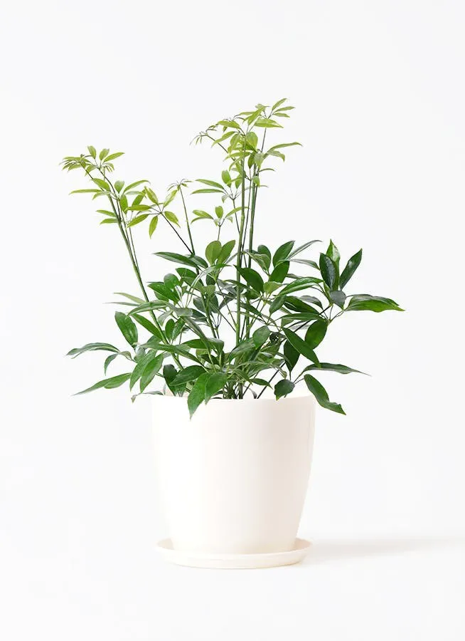 シェフレラ コンパクタ | 観葉植物ならHitohana（ひとはな）