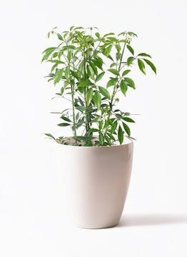 シェフレラ コンパクタ | 観葉植物ならHitohana（ひとはな）