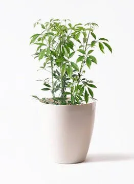 シェフレラ コンパクタ | 観葉植物ならHitohana（ひとはな）