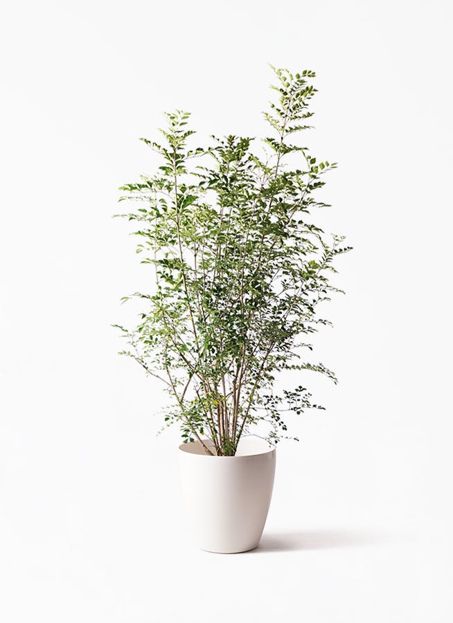 8号サイズの観葉植物 | 通販専門店 HitoHana（ひとはな）