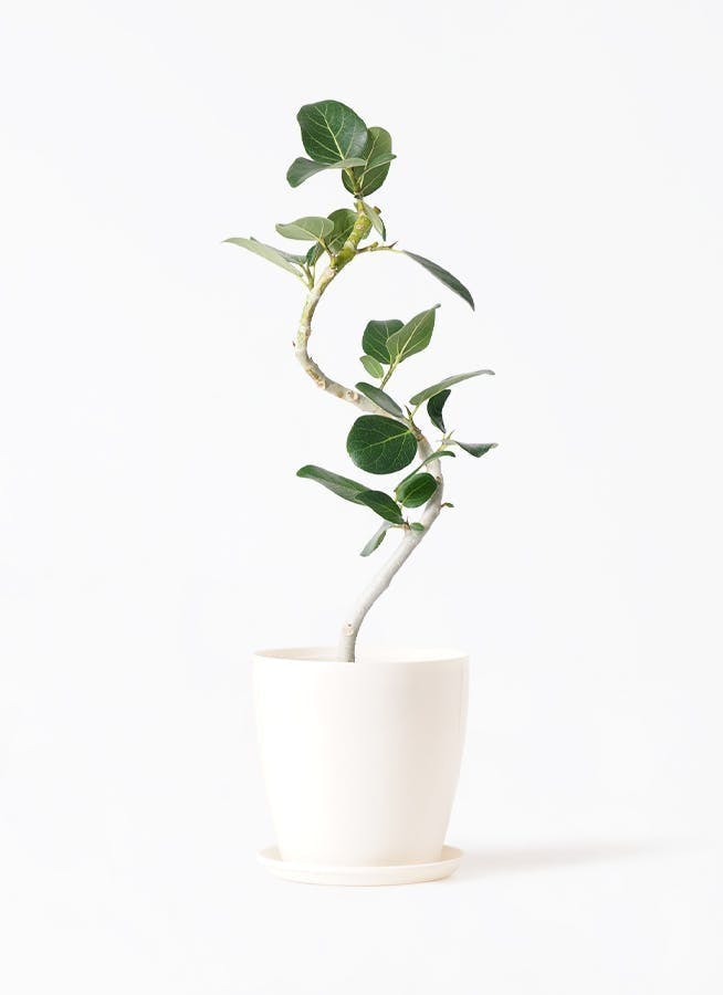 一期一会モダン 一本立ちおしゃれなベンガルンシス フィカス ITANSE 観葉植物 フィカス ベンガレンシス 8号鉢 1個 人気 中型
