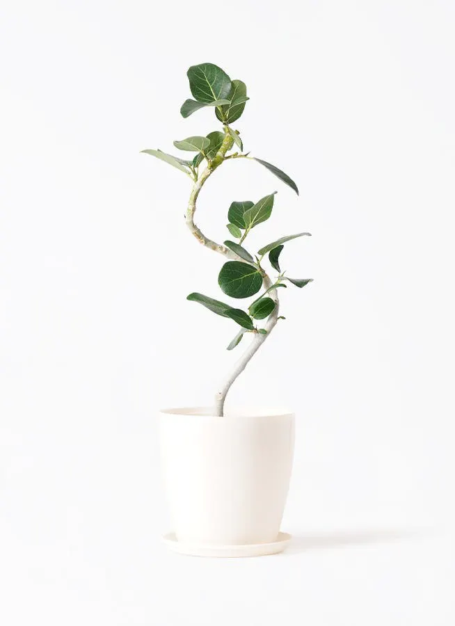 フィカス ベンガレンシス 8号 | 観葉植物通販 Hitohana（ひとはな）