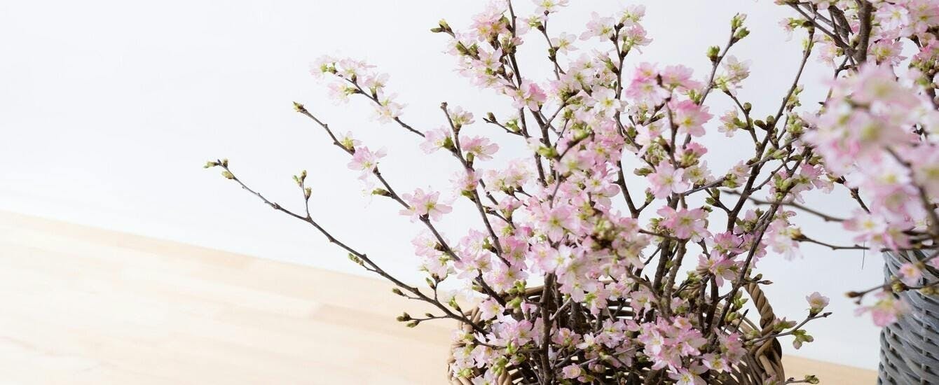 桜のギフト | お花の通販HitoHana（ひとはな）