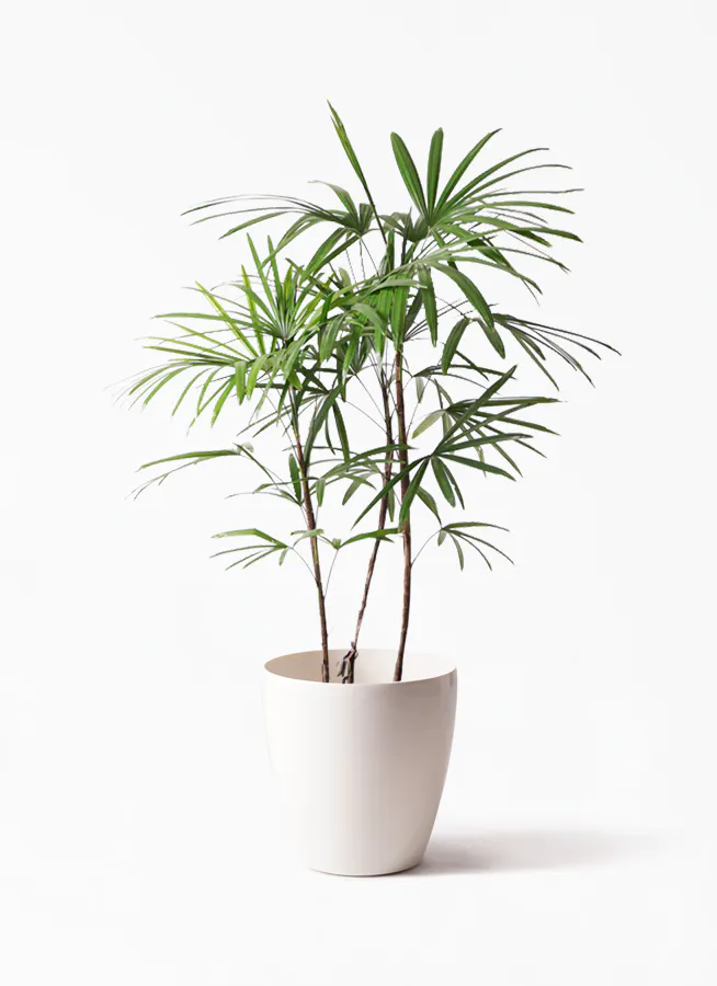 シュロチク（棕櫚竹） | 観葉植物の通販ならHitoHana（ひとはな）