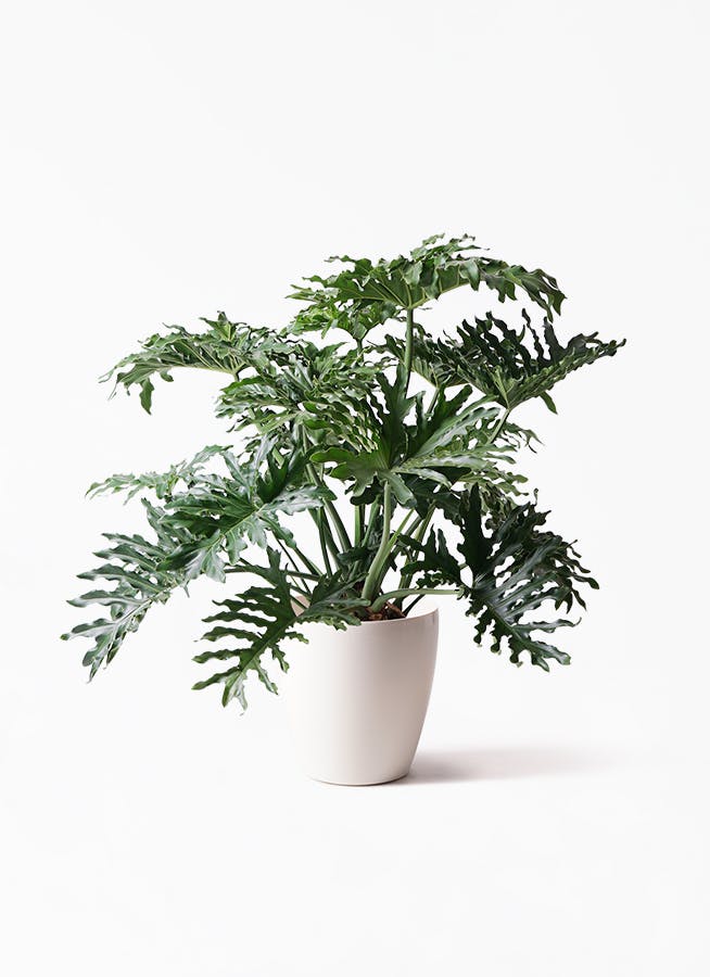 セローム ヒトデカズラ 大型 | 観葉植物通販HitoHana(ひとはな)