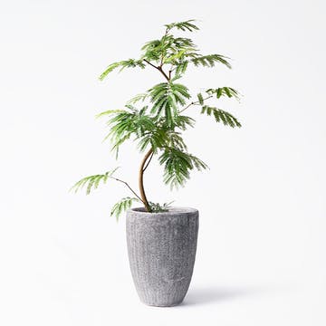 鉢カバー付きの観葉植物 | HitoHana（ひとはな）