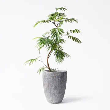 グレーの鉢カバー付きの観葉植物 | HitoHana（ひとはな）