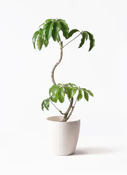 ツピダンサス | 観葉植物通販 HitoHana(ひとはな)