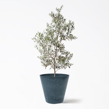 masuさん専用。マニラヤシ。観葉植物 鉢ごと無料で発送致します。 観葉植物 ヤシの木 マニラヤシ 約2.5メートル