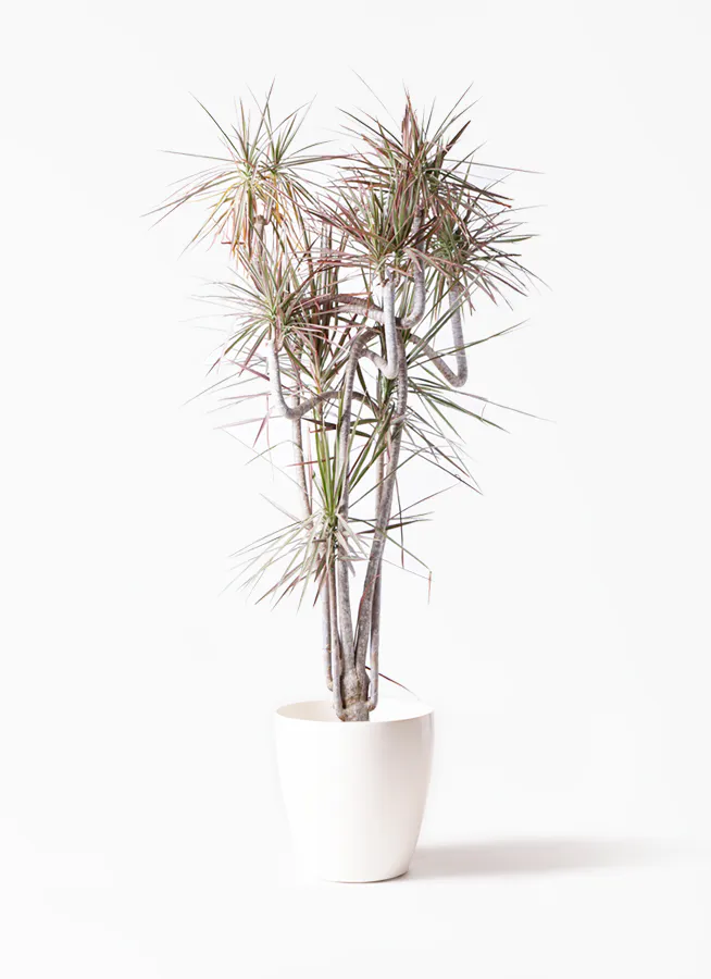 160cm〜170cmの観葉植物 | 送料無料でお届け | Hitohana（ひとはな）