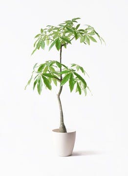 パキラ | 観葉植物の通販ならHitoHana（ひとはな）