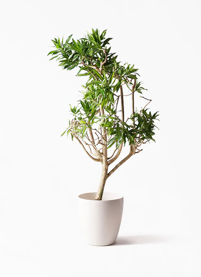 ドラセナ ソング オブ ジャマイカ | 観葉植物 | インテリアやギフトに 