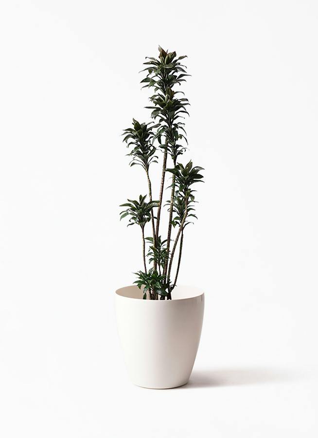 ドラセナ ソング オブ ジャマイカ 8号 | 観葉植物 | インテリアや