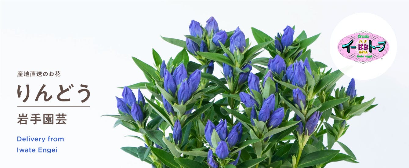 産地直送 岩手園芸 りんどう鉢植えの花 | HitoHana（ひとはな） |