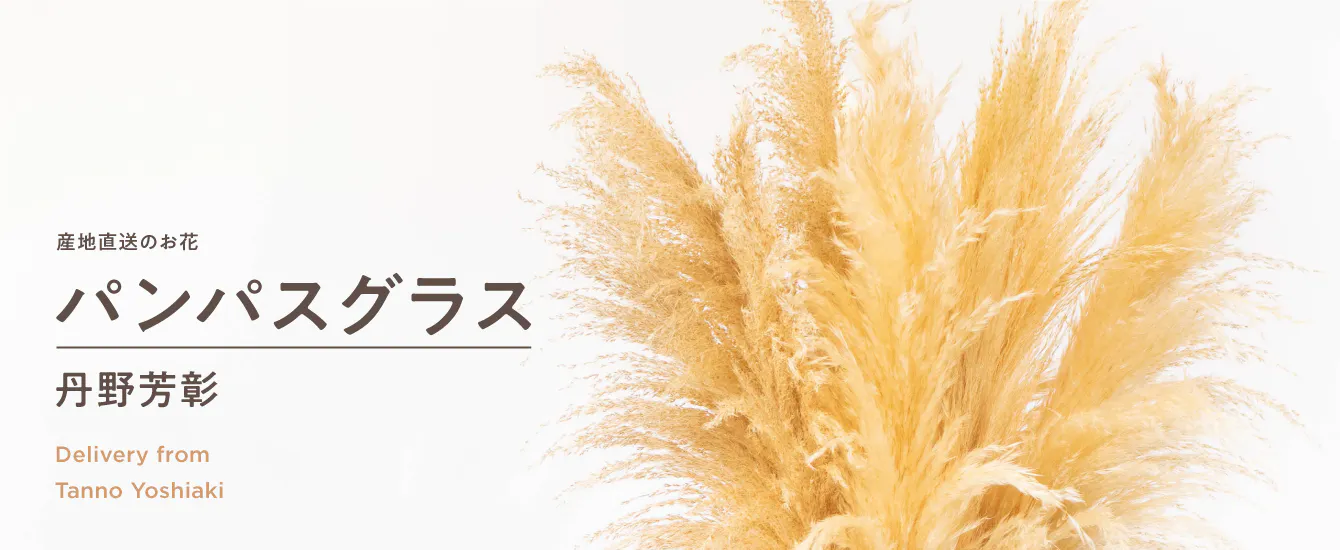 産地直送 丹野芳彰 パンパスグラス | HitoHana（ひとはな）