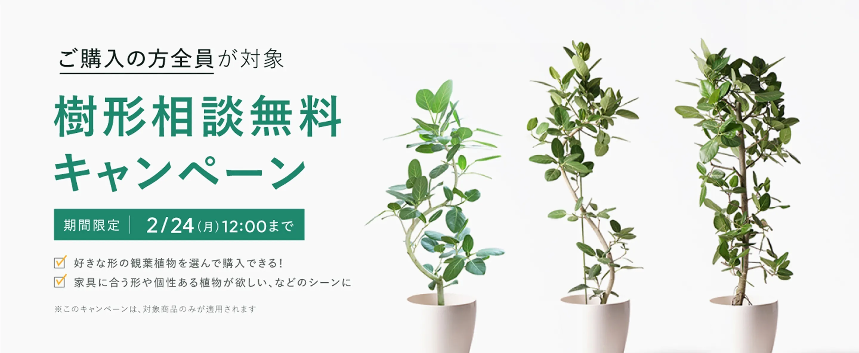 樹形相談無料キャンペーン | HitoHana