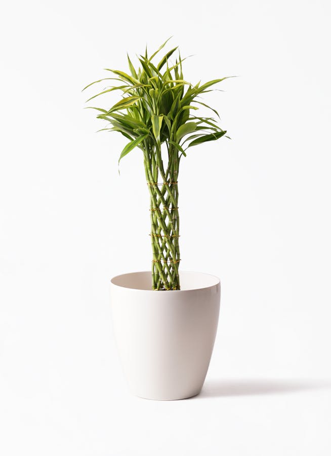 70cm〜100cmの観葉植物 | 送料無料でお届け | Hitohana（ひとはな）