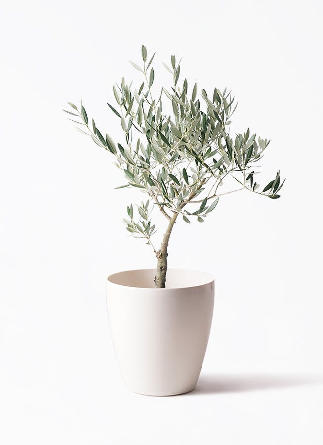 オリーブの木 創樹 | 観葉植物通販HitoHana(ひとはな)