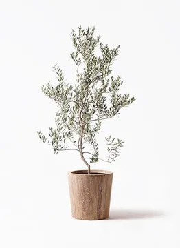 小倉園のオリーブの木 | 観葉植物ならHitoHana（ひとはな）