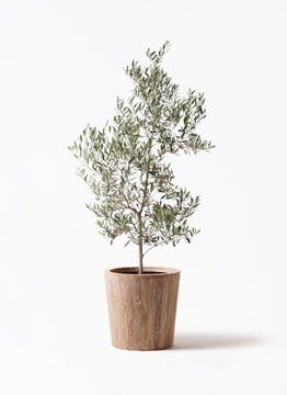 小倉園のオリーブの木 | 観葉植物ならHitoHana(ひとはな) 小倉園のオリーブの木 | 観葉植物ならHitoHana(ひとはな)