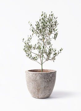小倉園のオリーブ ルッカ | 観葉植物通販HitoHana(ひとはな)
