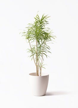 ドラセナ 種類一覧 | 観葉植物の通販ならHitoHana（ひとはな）