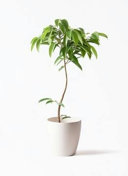 フィカス アムステルダムキング | 観葉植物通販HitoHana(ひとはな)