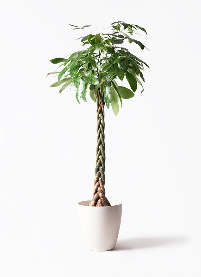 10号サイズの観葉植物 | 通販専門店 HitoHana（ひとはな）