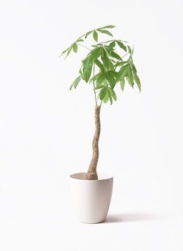 パキラ　曲がり　グラグラ　大型　6号　存在感あり！　観葉植物 観葉植物 パキラ 6号 ねじり ラスターポット 付き | 観葉植物