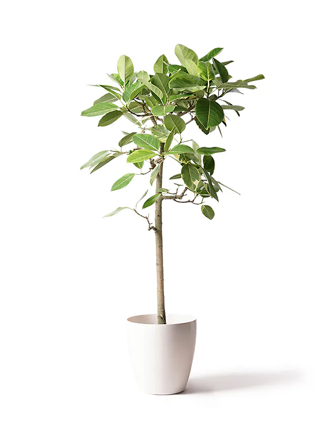 フィカス アルテシーマ | 観葉植物通販 HitoHana