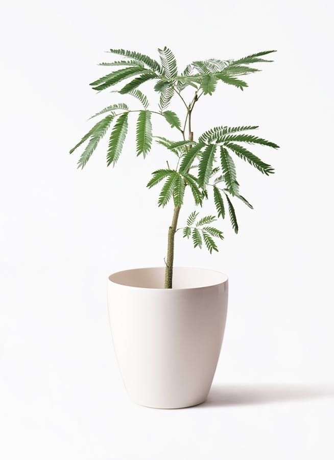 エバーフレッシュ | 観葉植物の通販ならHitoHana（ひとはな）