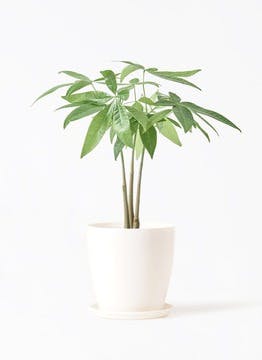 パキラ | 観葉植物の通販ならHitoHana（ひとはな）