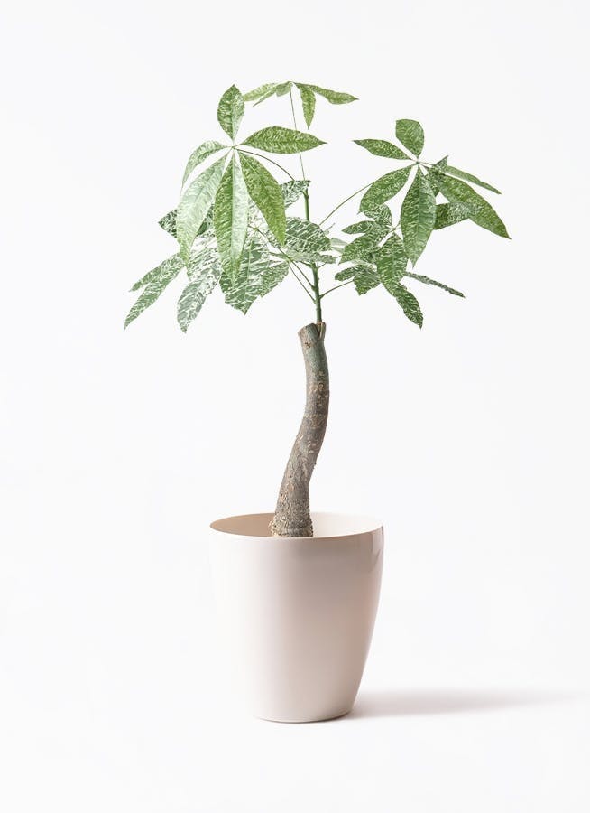 パキラ 朴 斑入り | 観葉植物の通販ならHitoHana（ひとはな）