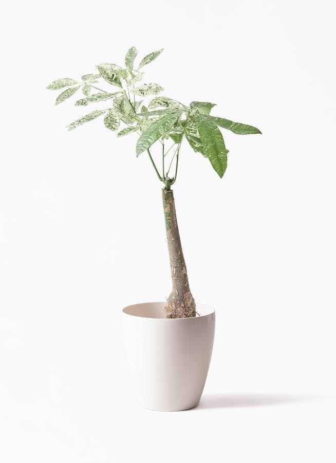 パキラの実　33個 パキラの実 33個 パキラの実 33個