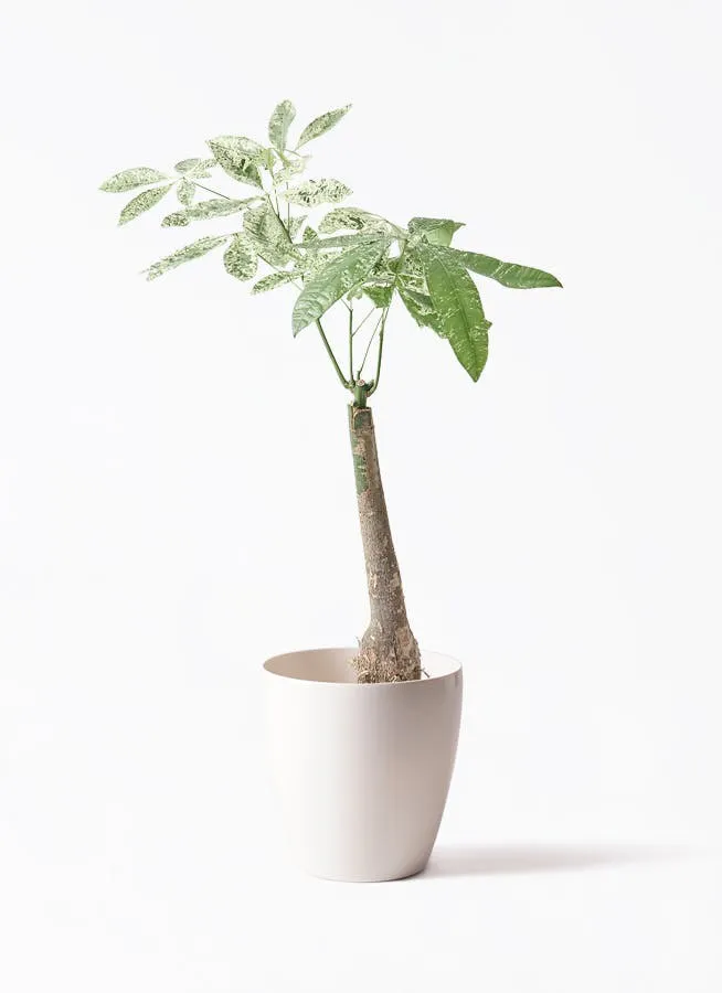パキラ 朴 斑入り | 観葉植物の通販ならHitoHana（ひとはな）